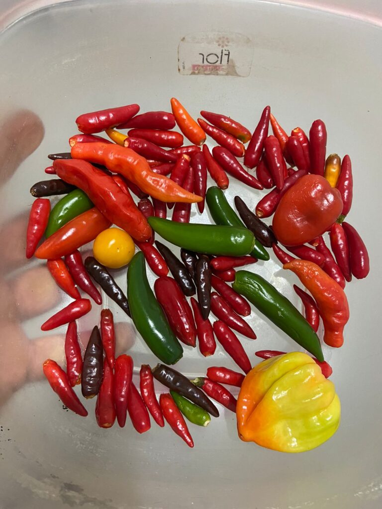 molho de pimenta baiano