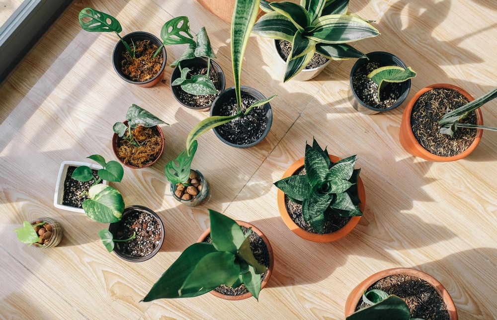 cuidar de plantas