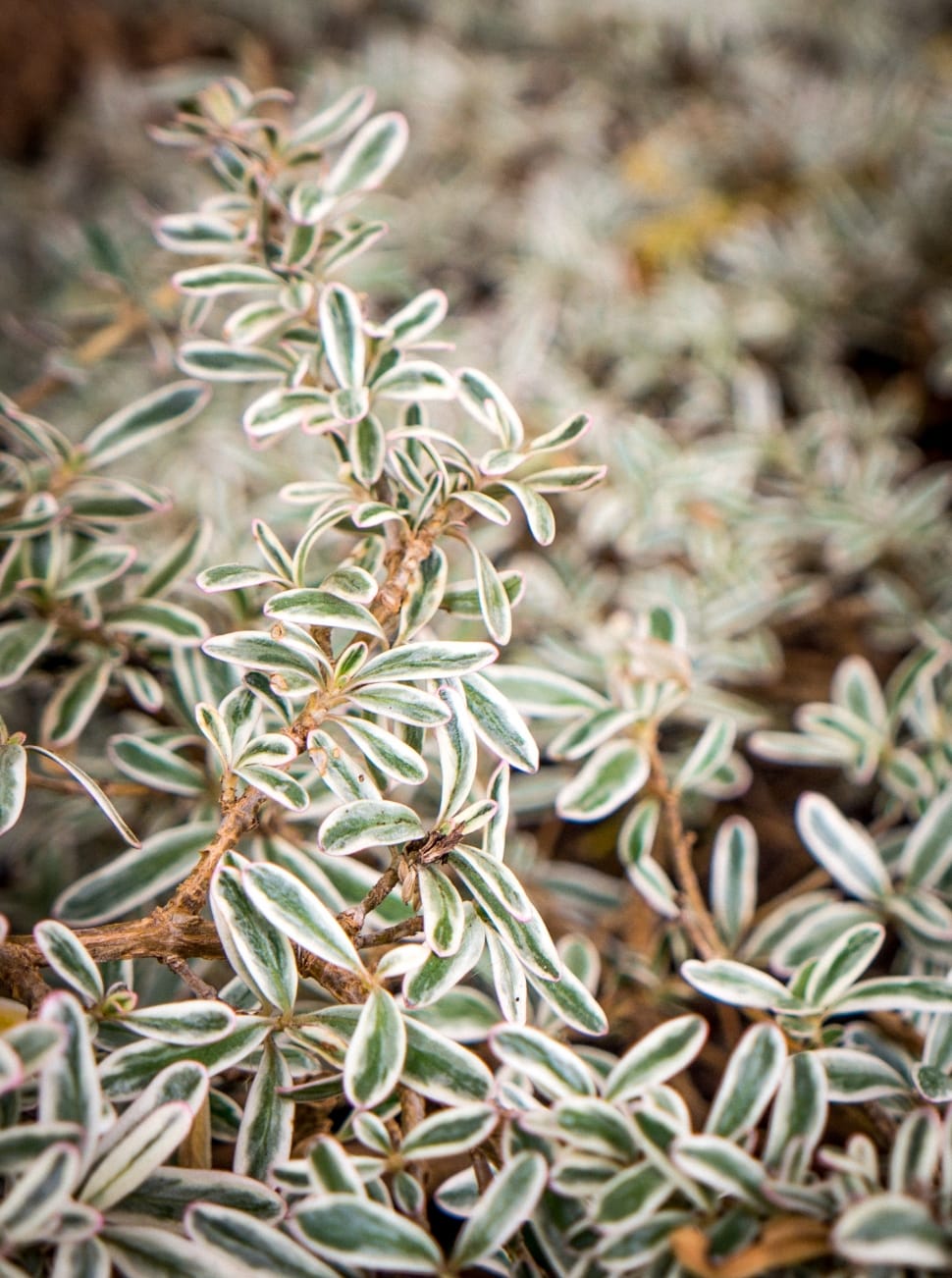 plantas que purificam o ar